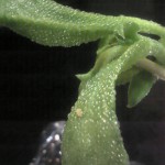 野菜