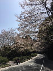 桜2