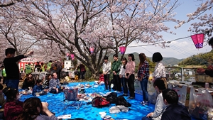 今年のお花見での新入社員の挨拶風景