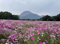 秋桜